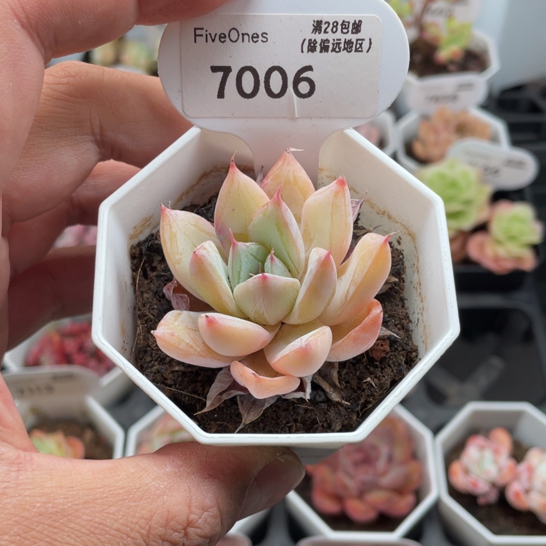 7006嫦娥4.5厘米
