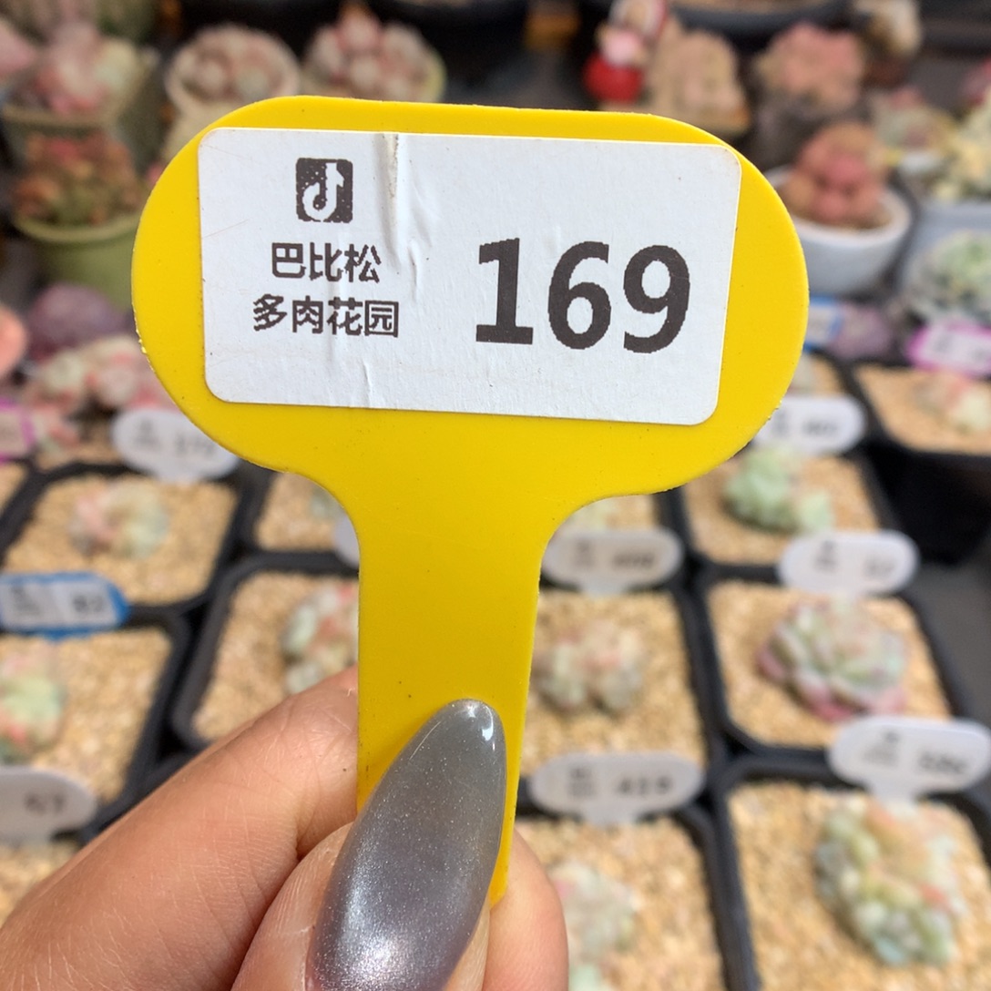 169盲盒多肉新年快乐