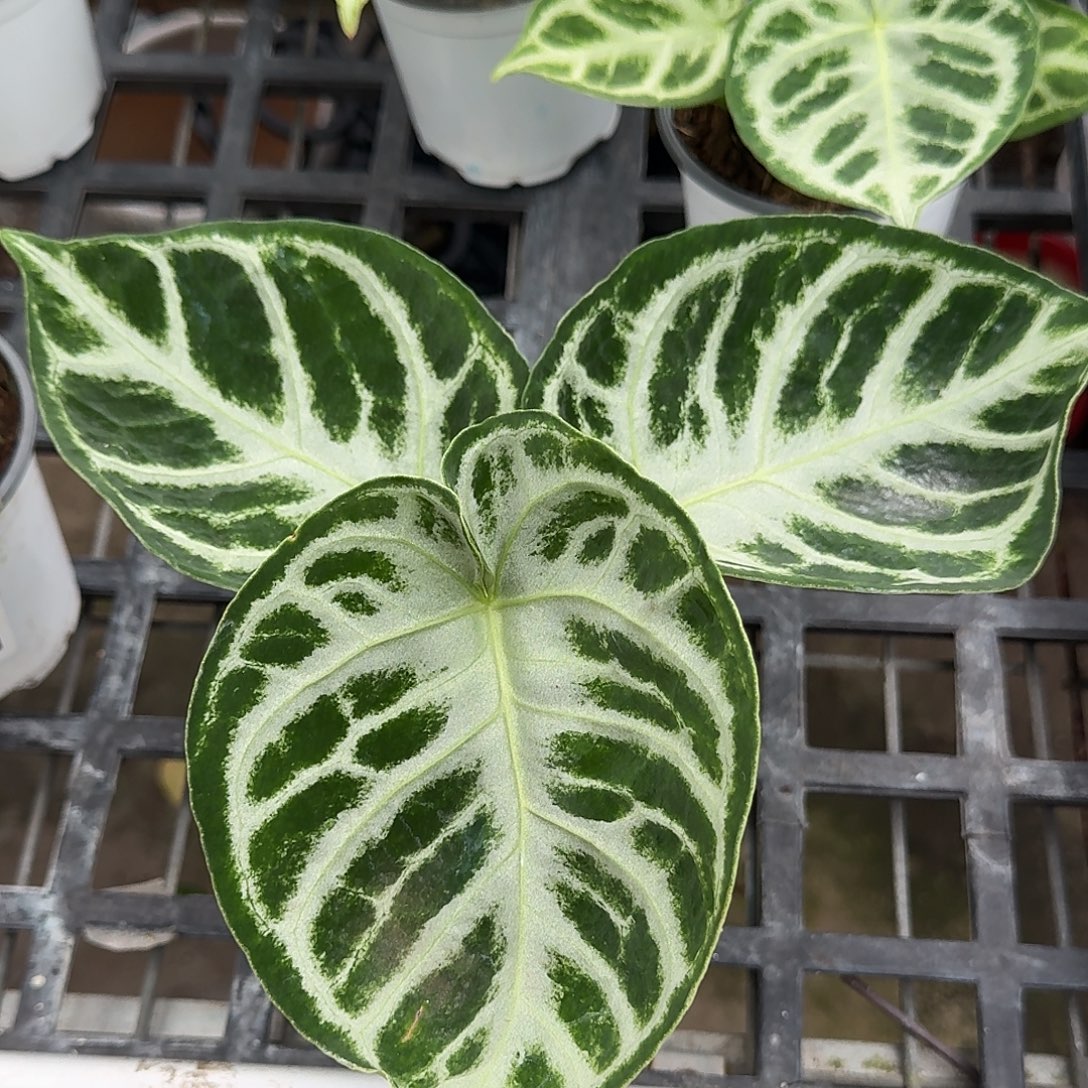 完全开放Q127 清货福利铜锣烧