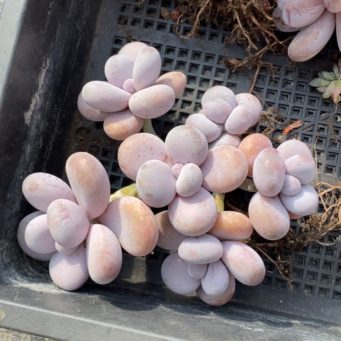 奶酪老桩无砍一物一拍