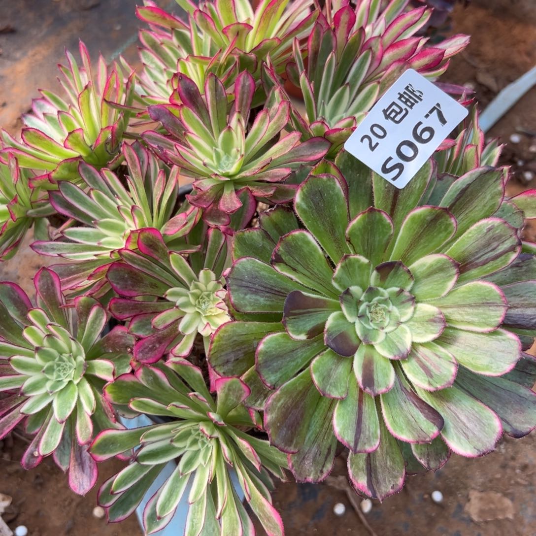 067仙墨，满20包邮嘟叮熊