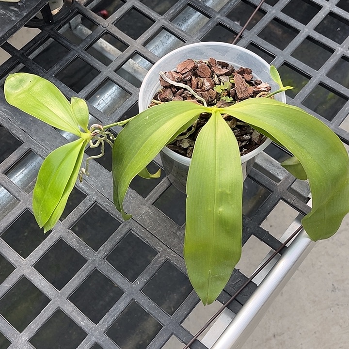 当前无花栽培后可以开花4.5寸杯羞花，带两高芽