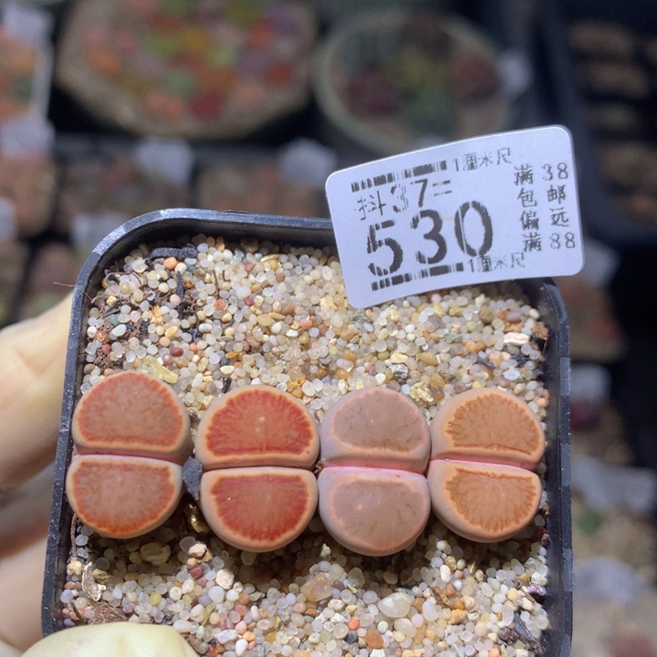 精品人石花37.530