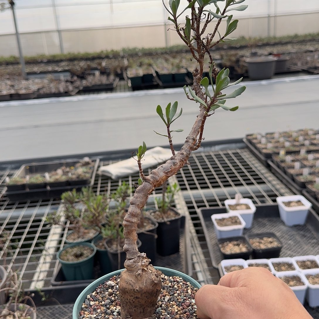 lobata厚敦菊一盆带盆发