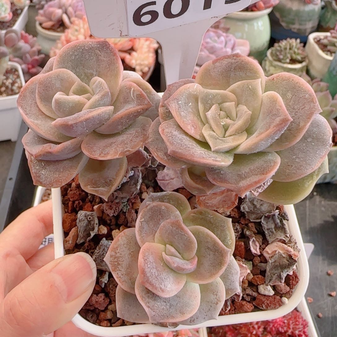 多肉植物6015可爱玫瑰