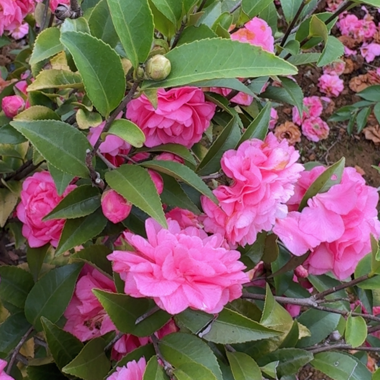 浓香型重瓣茶梅茶花盆栽耐寒耐热易养地栽