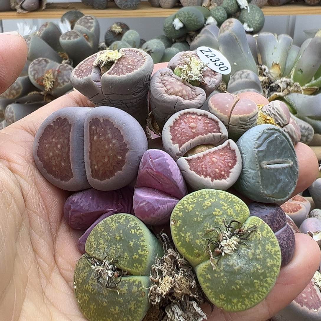 2330 生石花部分有伤长腿清货不售后