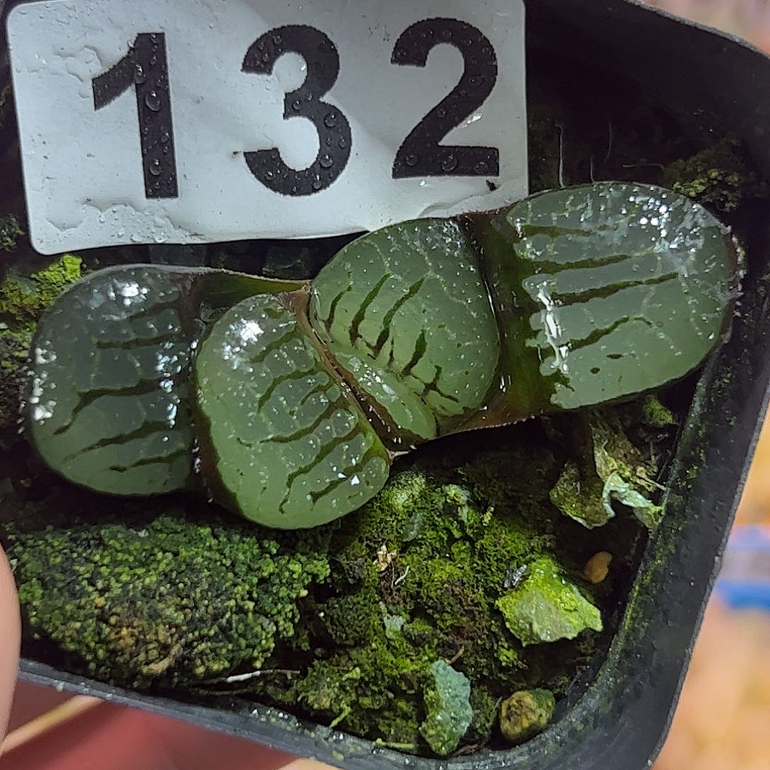 魔界十二卷多肉植物满