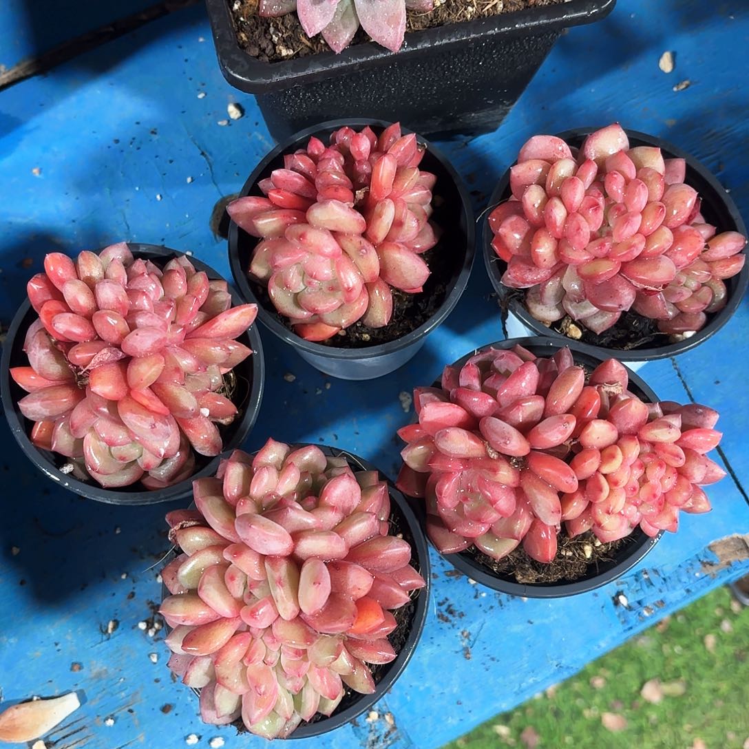 爱丽儿缀化多肉植物