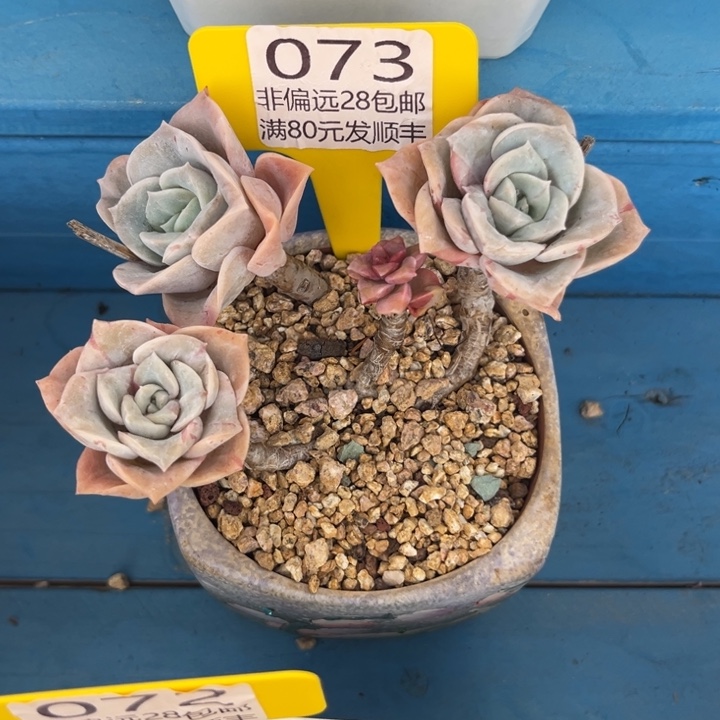 大073，gxvxvxvcvvbb