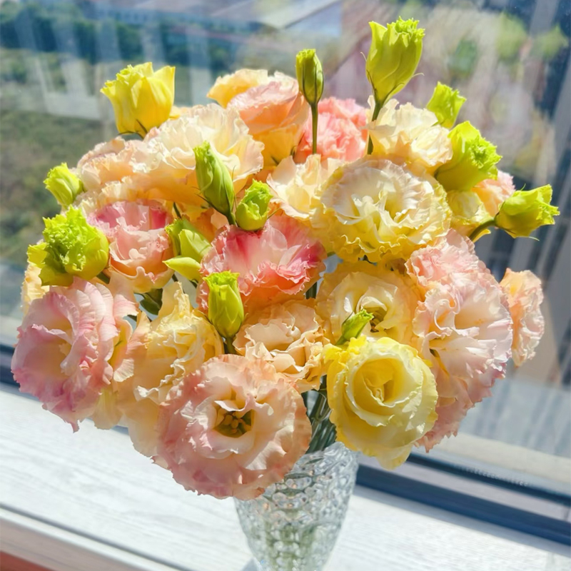 【香槟洋桔梗】桔梗新鲜鲜花花束云南鲜花基地直发适合客厅装饰