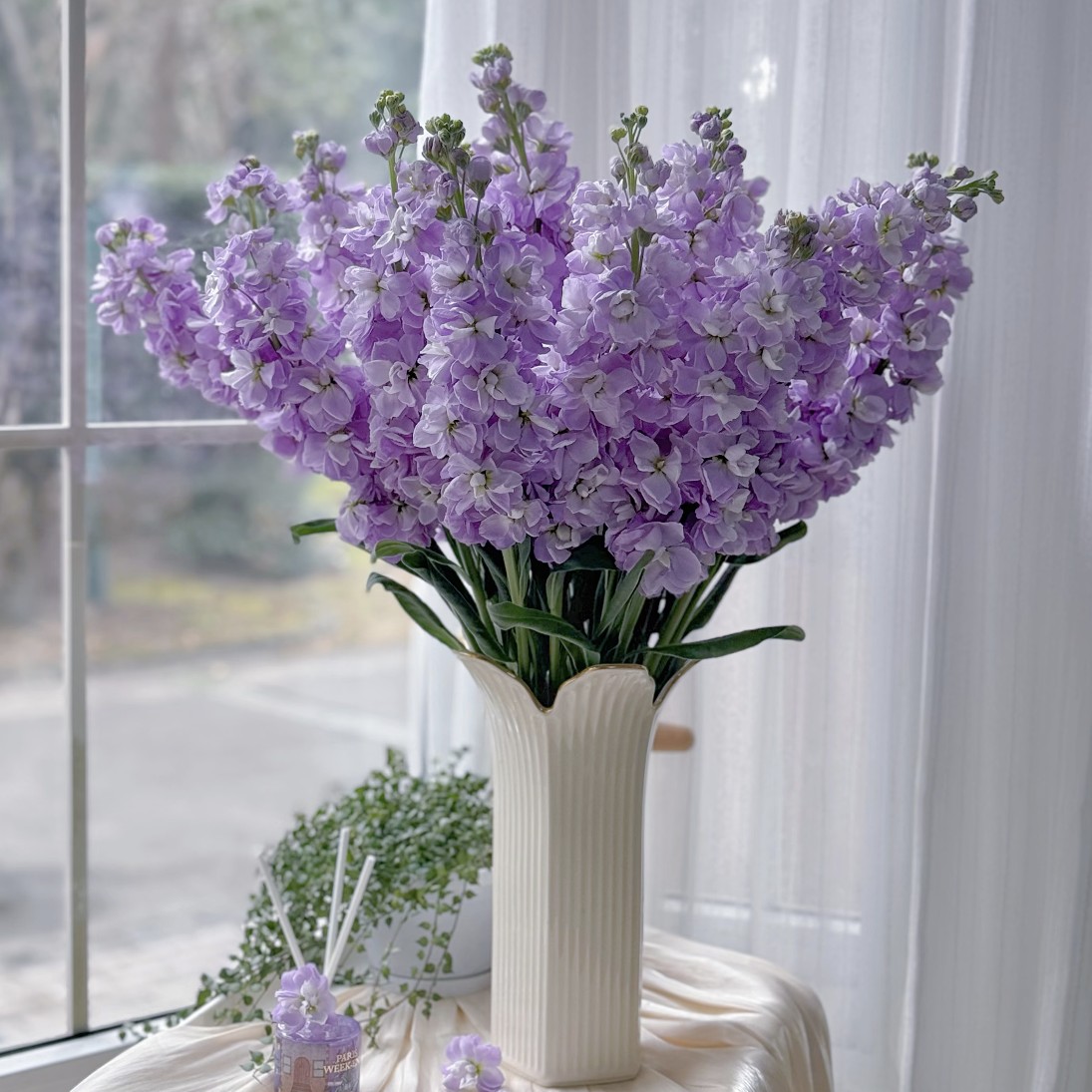 【西北玫瑰】罗兰10枝