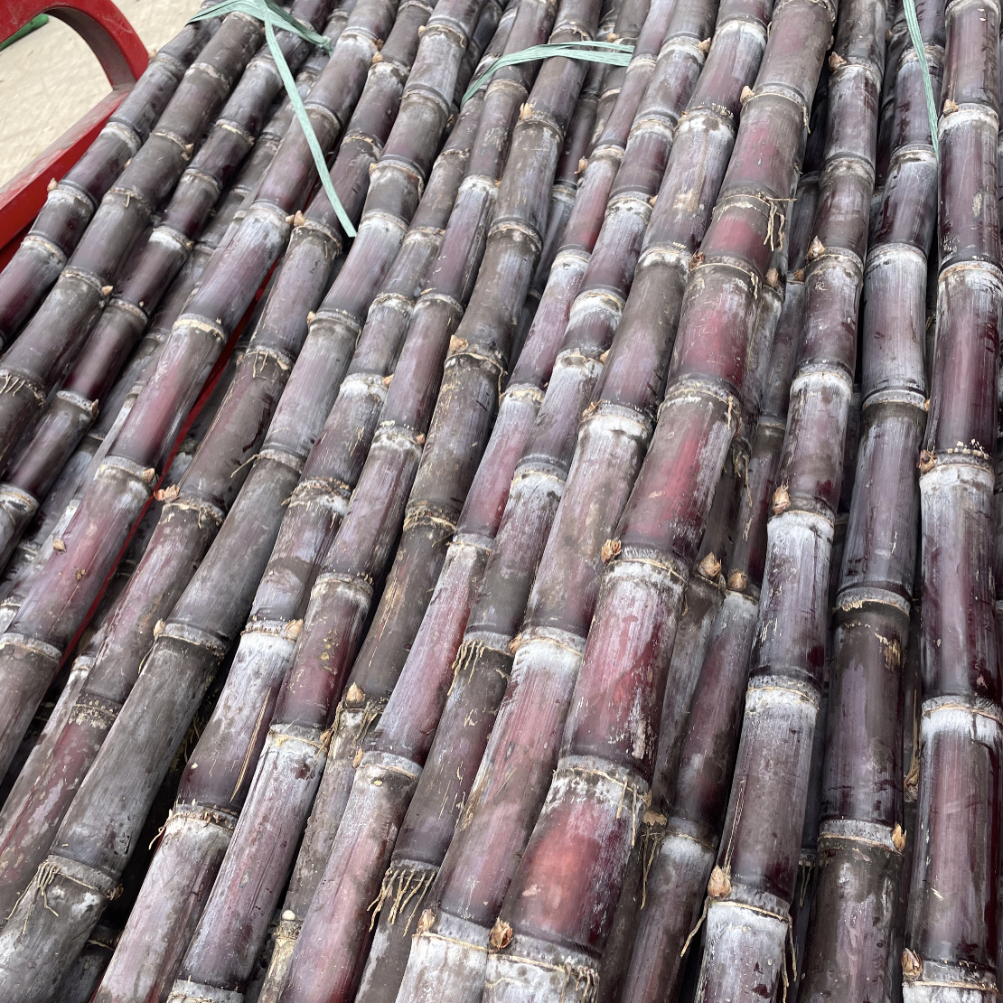 广西黑皮黄皮甘蔗甘蔗