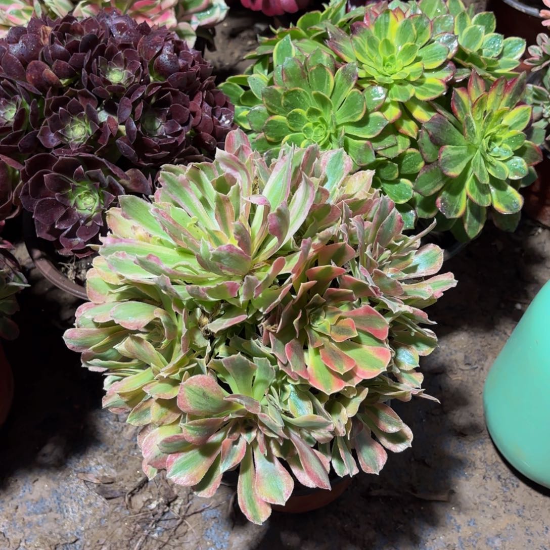 光辉法师9.9多肉植物