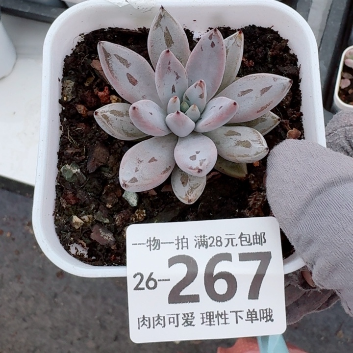 魔爪无盆土发货多肉多肉无