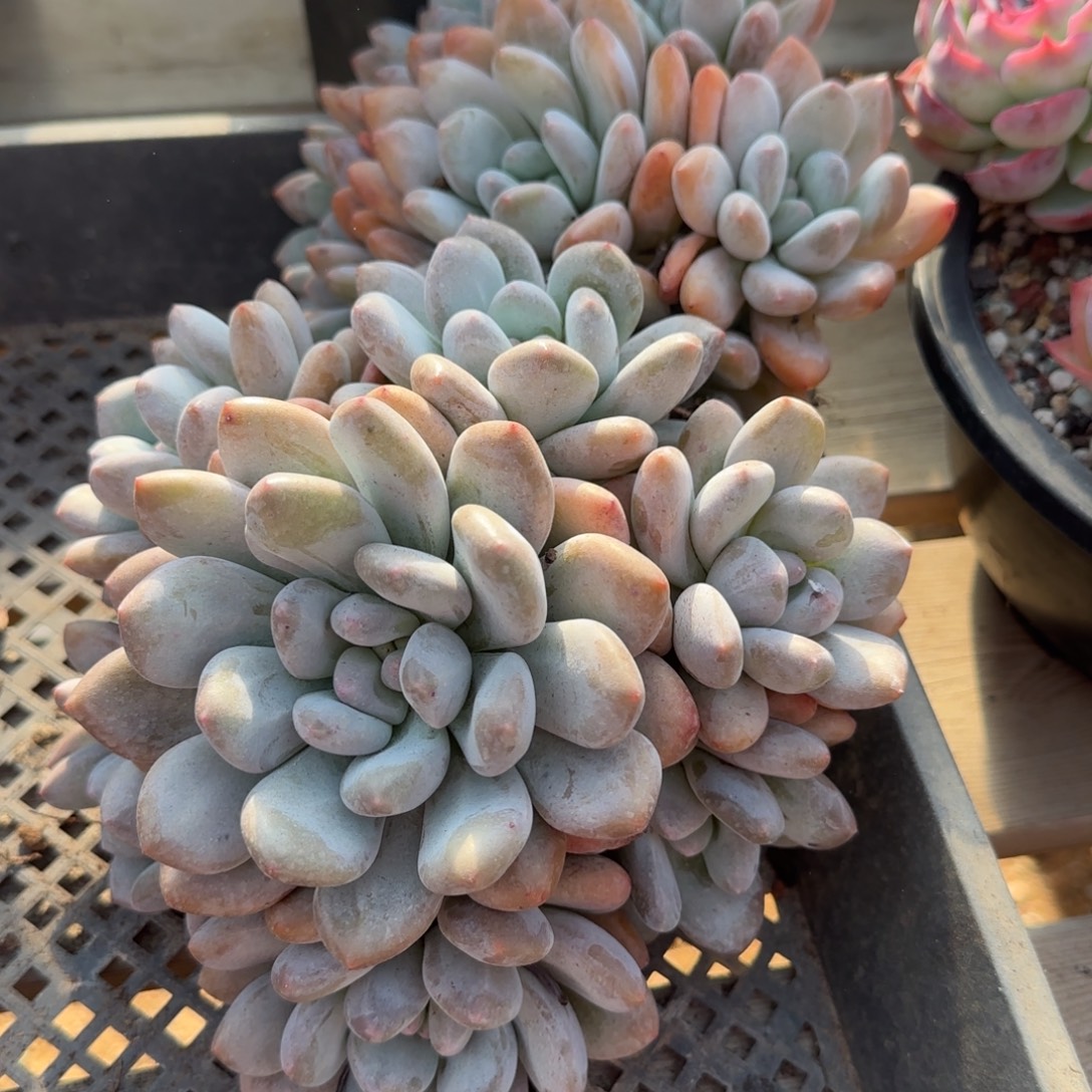 香水老桩多肉五十包邮