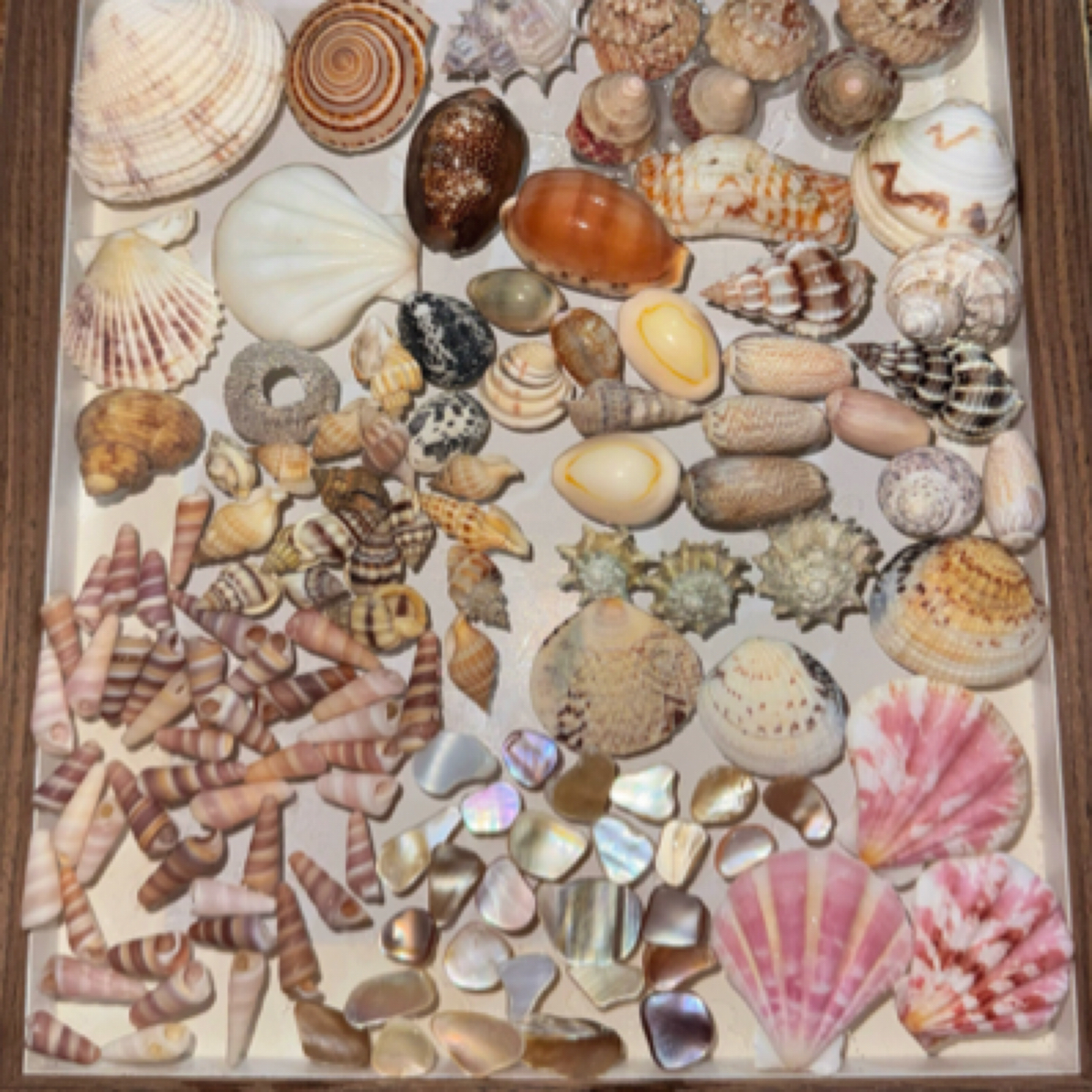 立体中空贝壳海螺干花标本框diy手工摆台展示画框架纪念好物