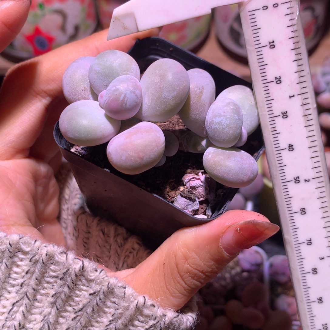 水光针 小书肉奶酪多肉 