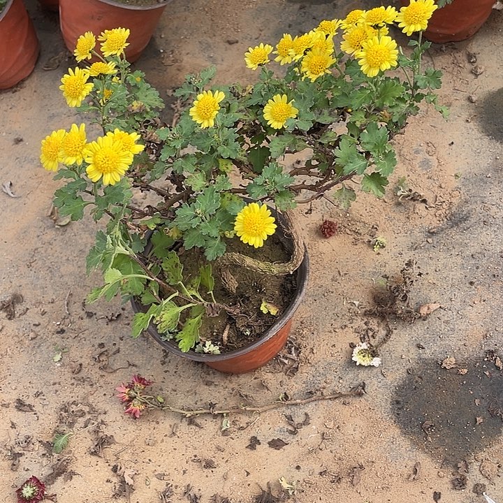 幸***宝35菊花菊花菊花快捷键