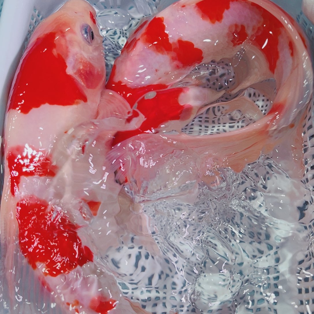 锦鲤锦鲤冷水鱼观赏125