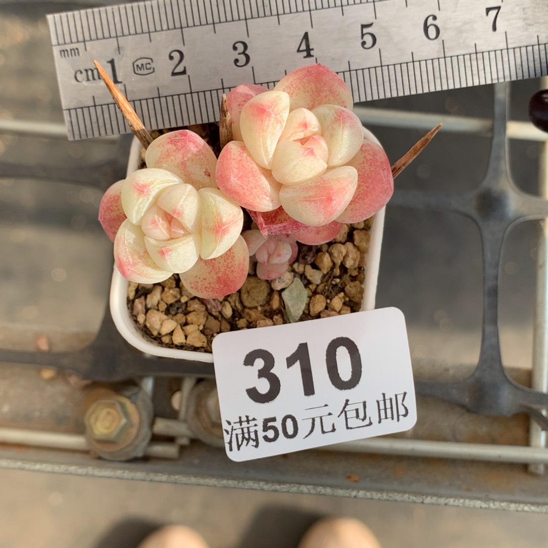 310三头小树冰玉冠服4.5