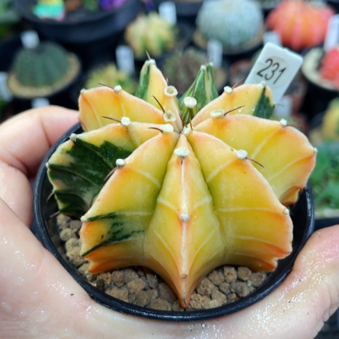 盆5公分满25包邮裸根发货