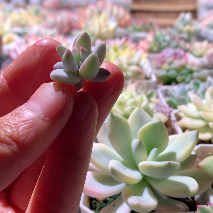 所罗门锦砍头无根