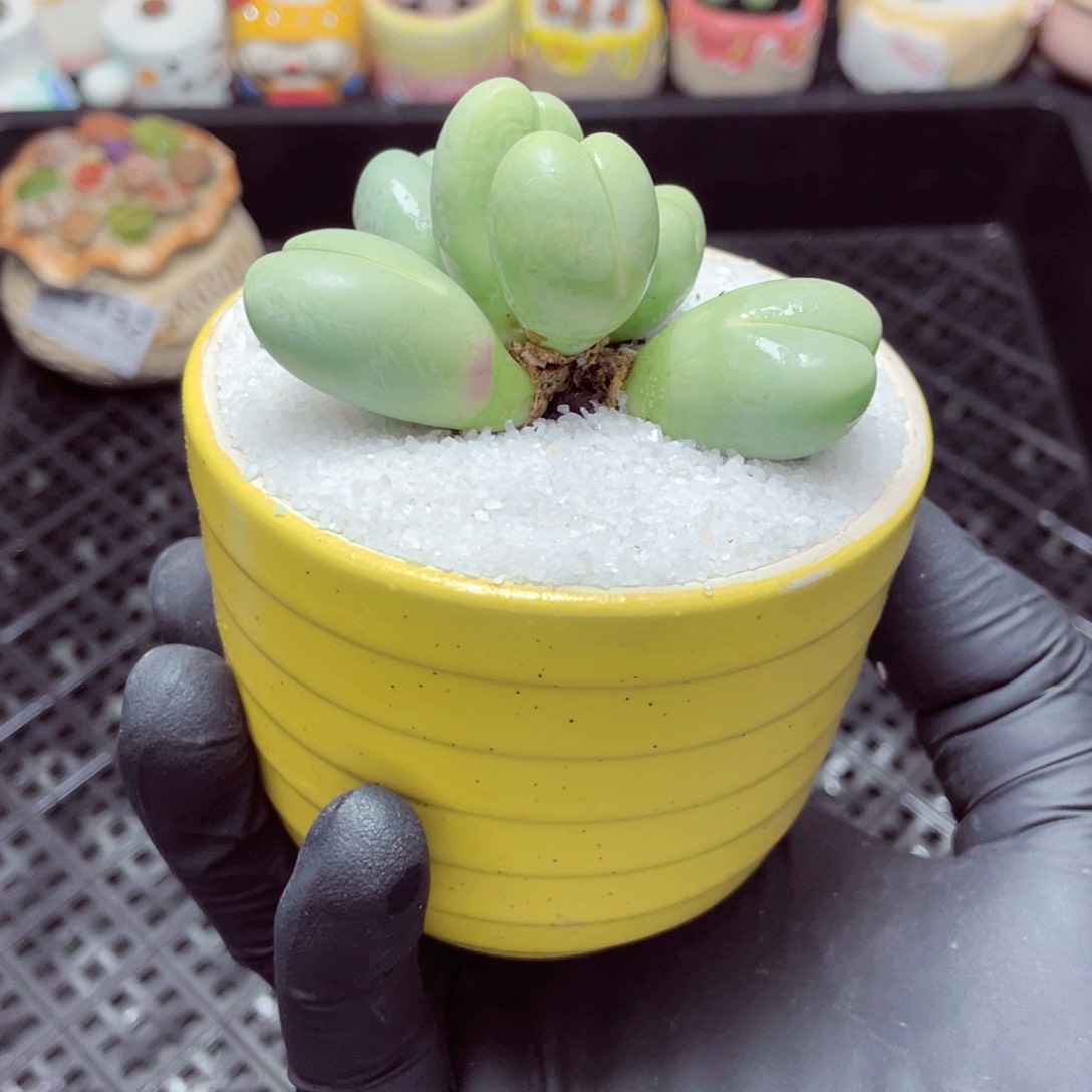 w9133--零下地区拍保温箱，-15度支持寄养