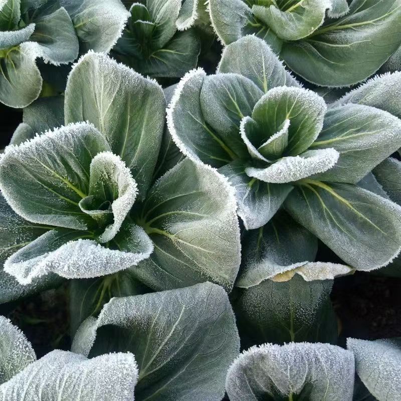 【霜冻苏州青】苏北露天自家种植新鲜苏州青矮脚青绿杆青菜软糯甜