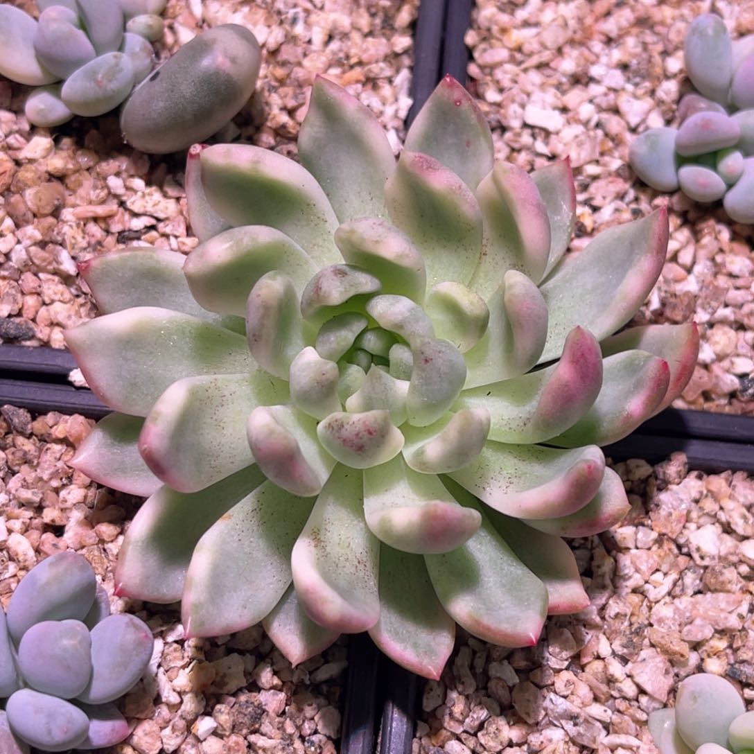 多肉特价红酒锦头盖