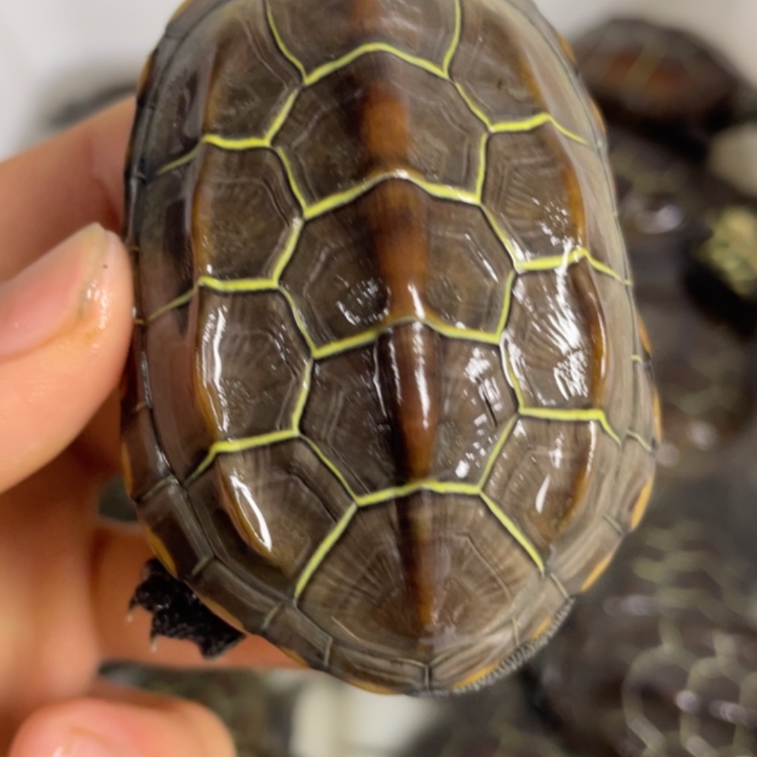 苏北金线冷水草龟