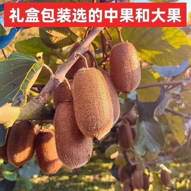 贵州修文猕猴桃汁水充足新鲜顺丰次日达贵州省