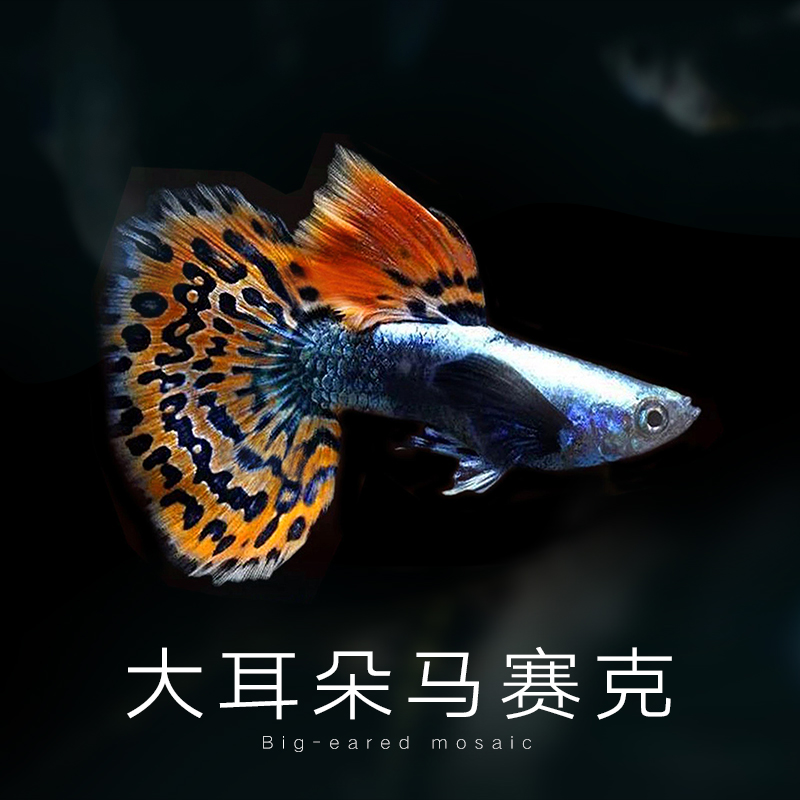 大耳朵马赛克孔雀鱼热带杂袍小型淡水观赏鱼活体好养耐活适合新手