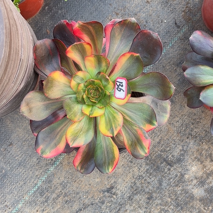 组合法师多肉136法师多肉