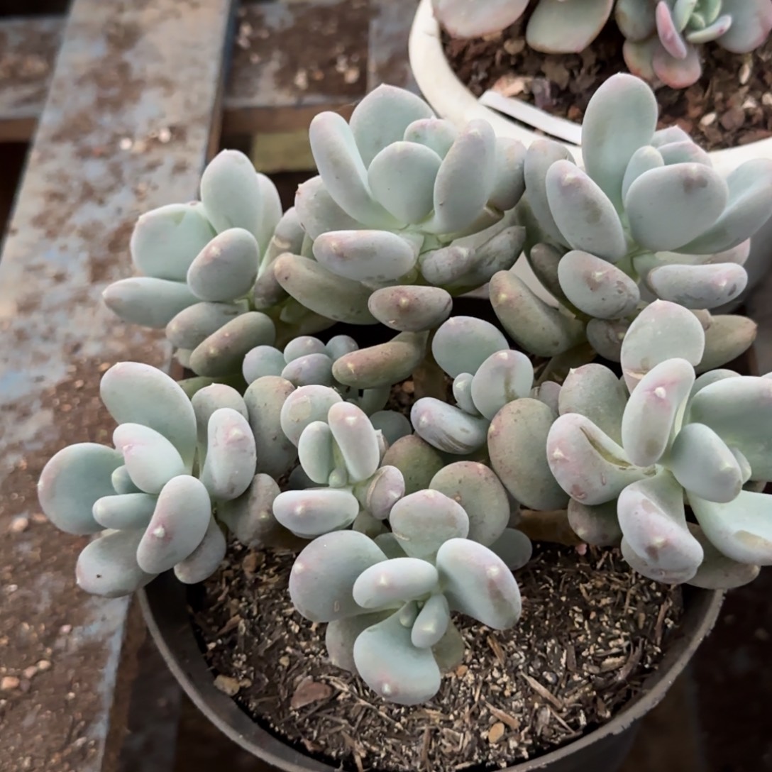 咖啡美人一物一拍包装收缩花旱