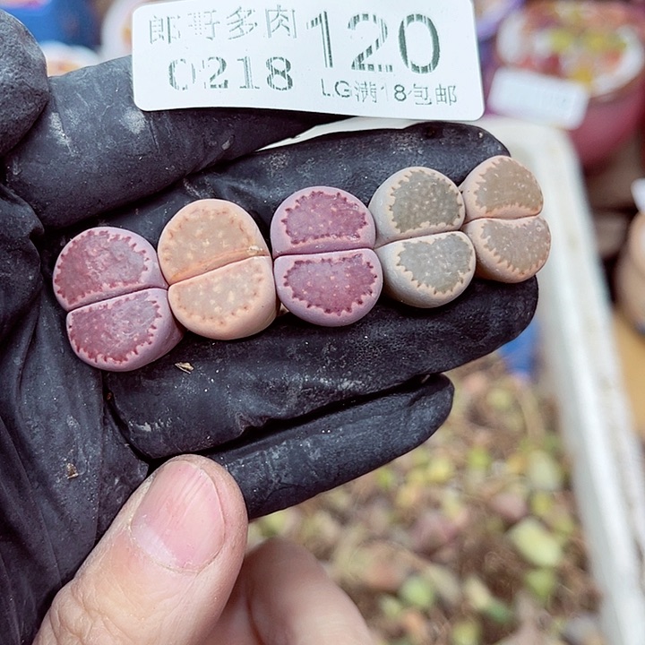 郎哥多肉生石花18-120