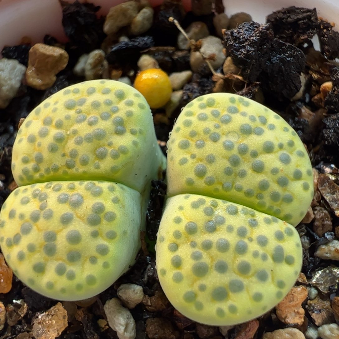 494多肉植物百科