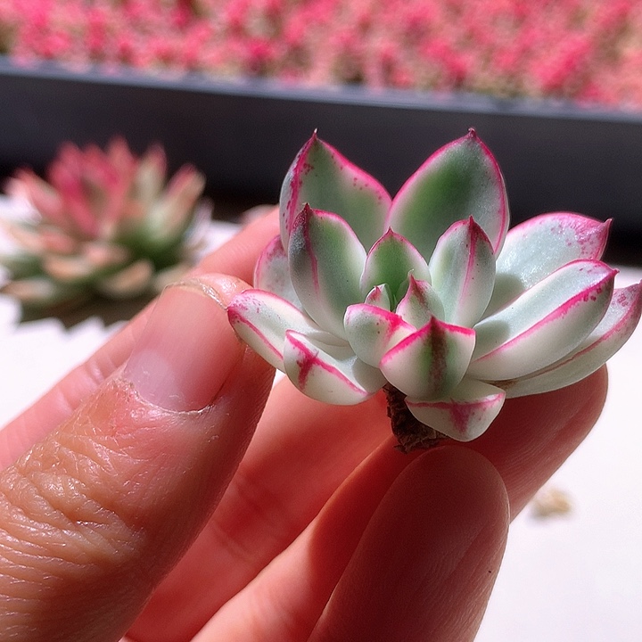 阿丽塔玫瑰白覆轮锦砍头