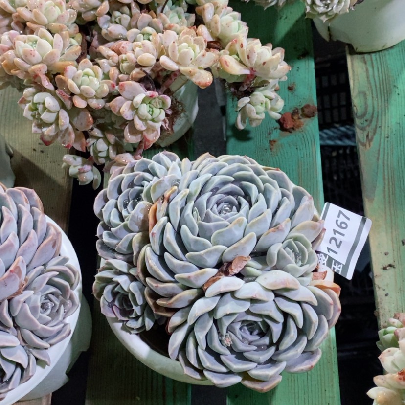 【闪购商品】汉堡12167