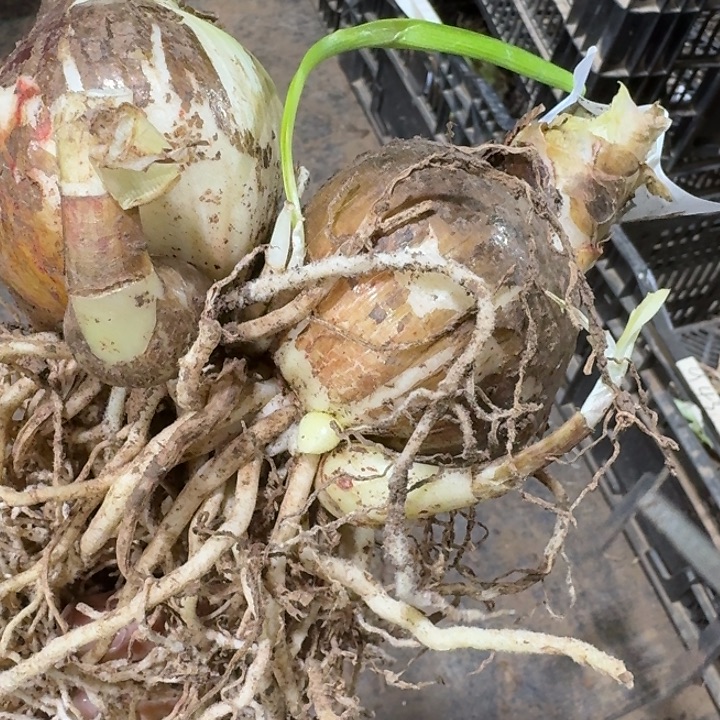 白肋鬼魅双包胎7+7开花球闪购