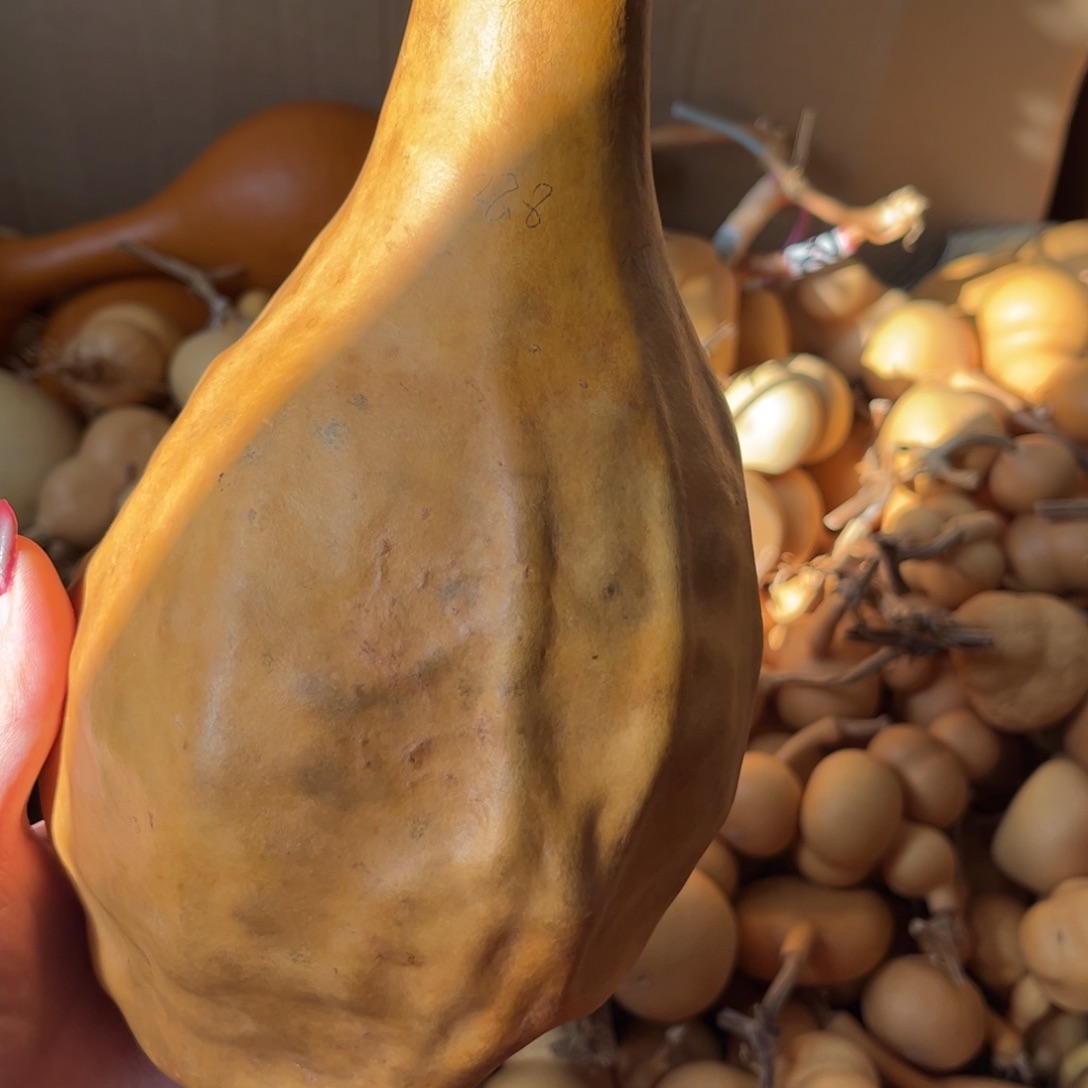葫***豆大叶紫檀（黑酸枝木类）