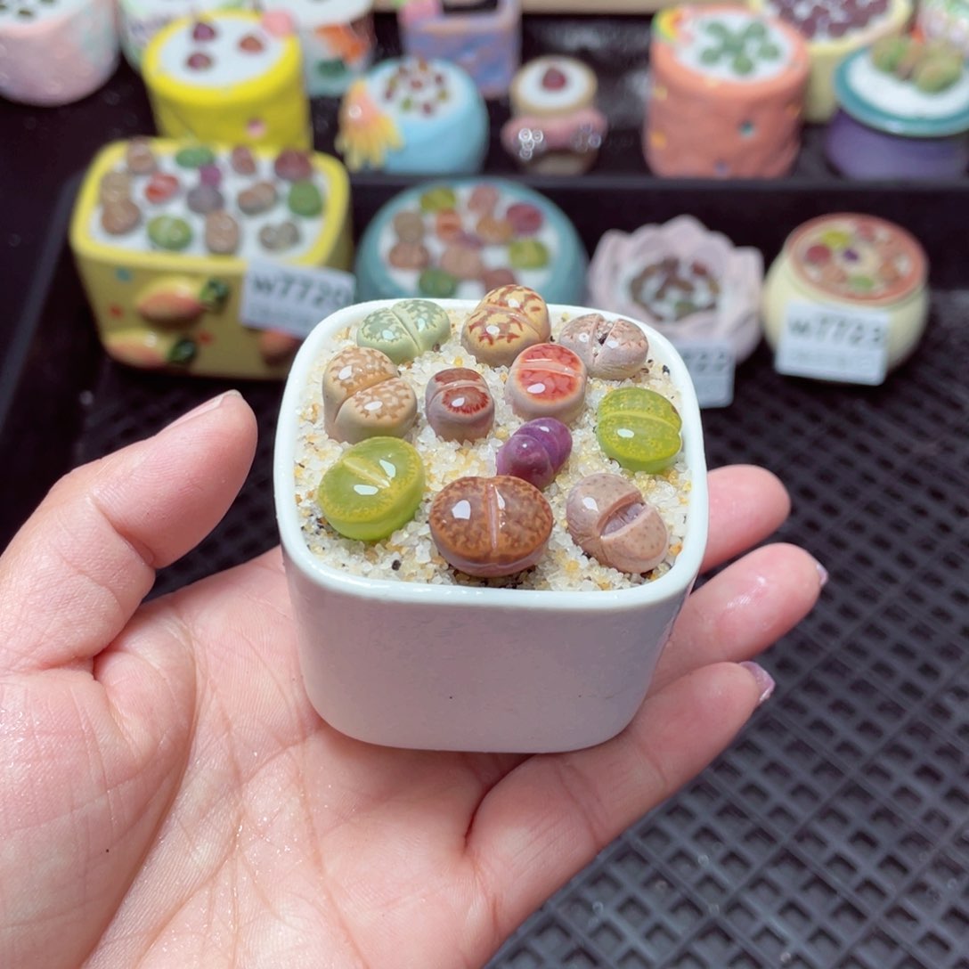 w7724 -零下地区拍保温箱-15支持寄养