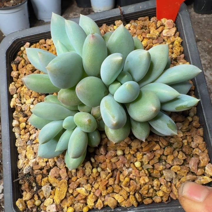 071多肉植物一物一拍