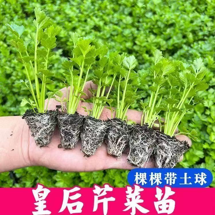 正宗浓香四季皇后西芹秧苗带土球适合露天种植优质穴盘苗