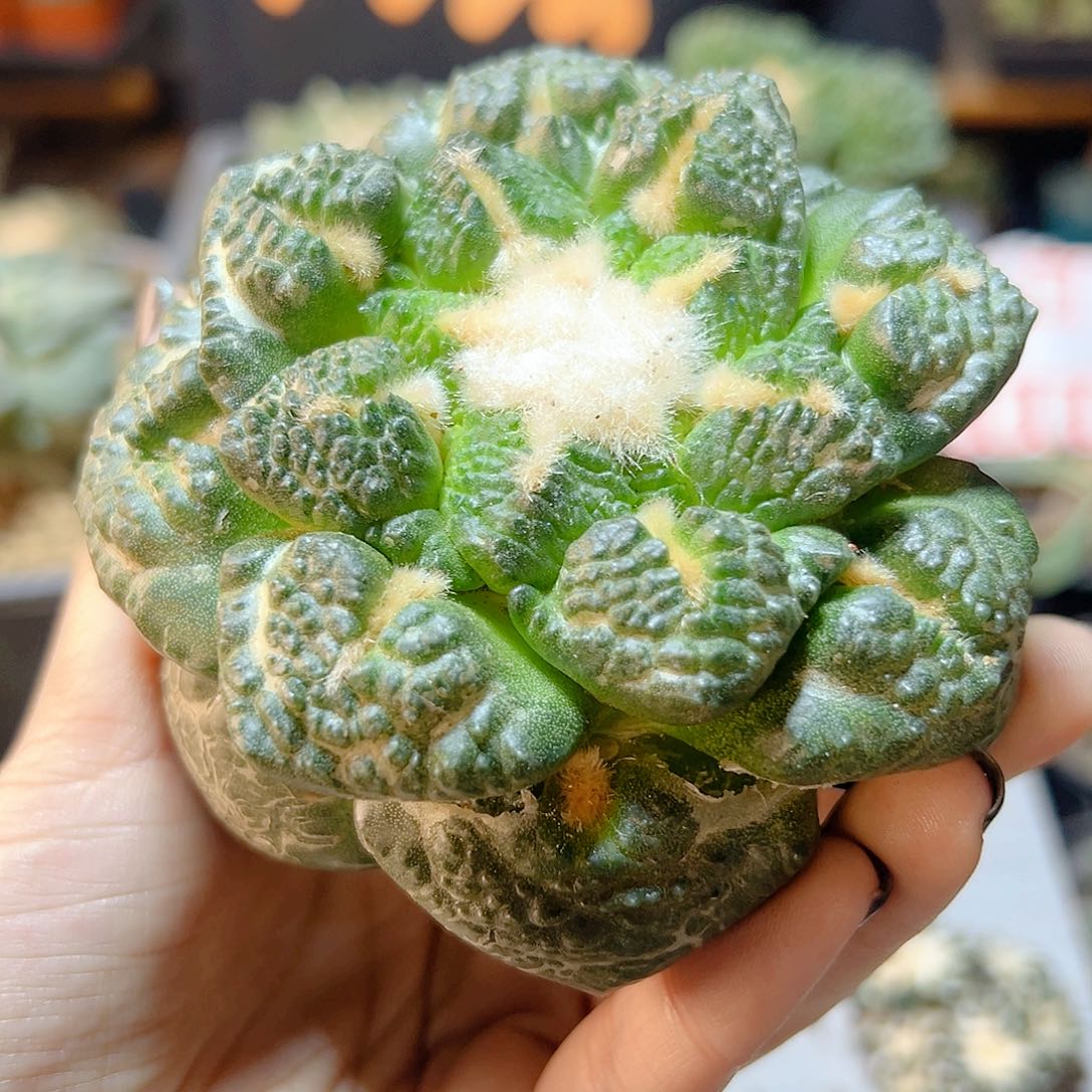 晚29号苗接龟甲连山无根9.5公分