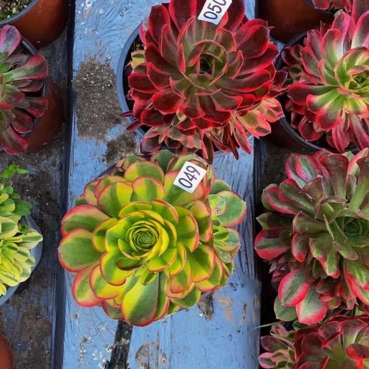 049 050 法师2颗的