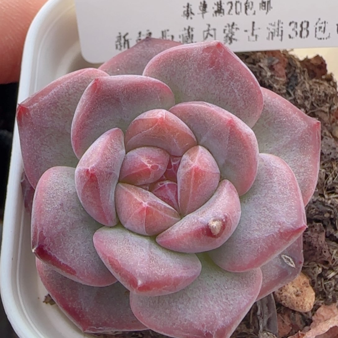 0612-192琥珀天使珍妮