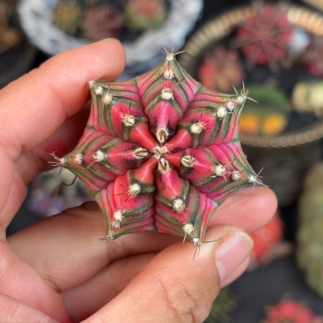 泰系米哈实生仙人球108