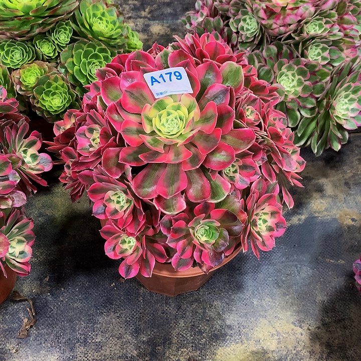 紫*多肉女妖法师17900