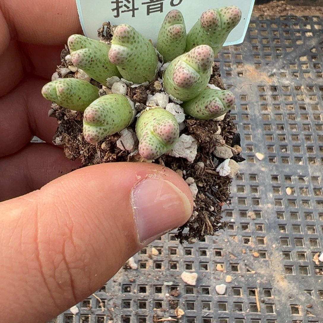 8-35肉锥多肉植物